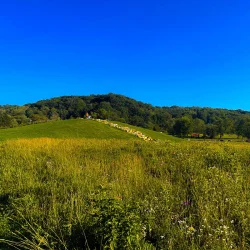 2023 Allegheny County North Park Lake (Summer) - Photos_ AcrossNorthHills-27