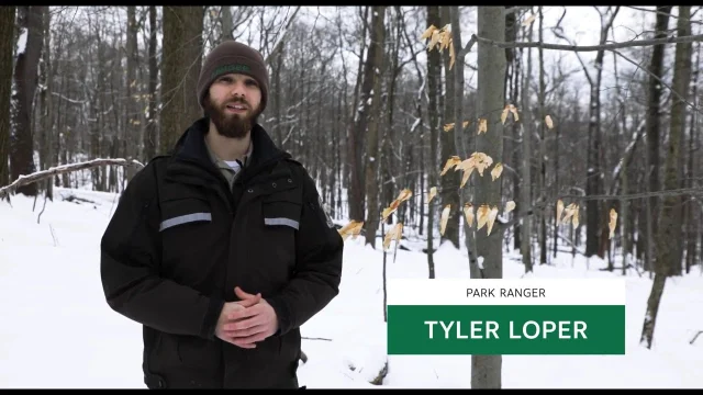 Winter Tree Identification in Hartwood Acres